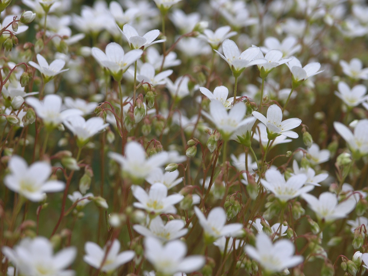 flower norway nature free photo