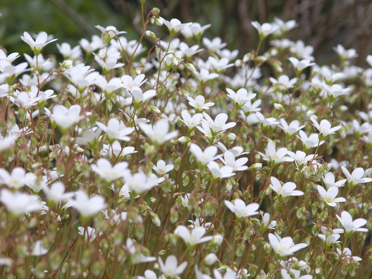 flower norway nature free photo