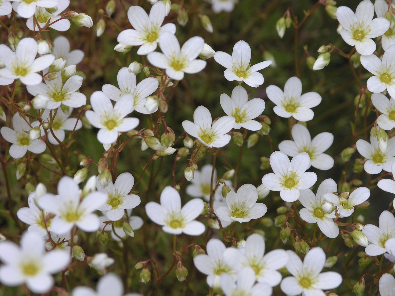 flower norway nature free photo