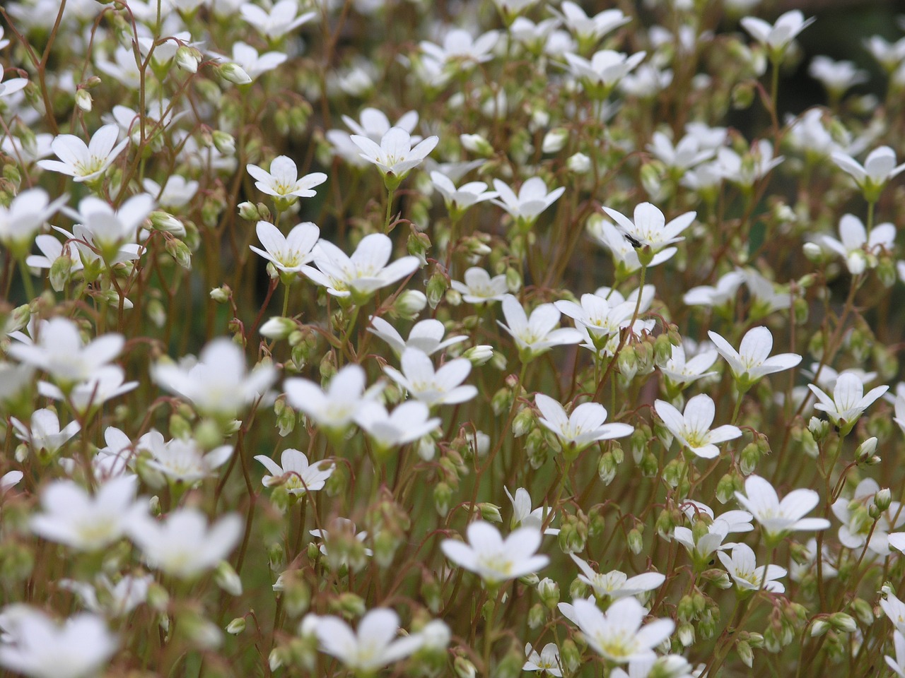 flower norway nature free photo