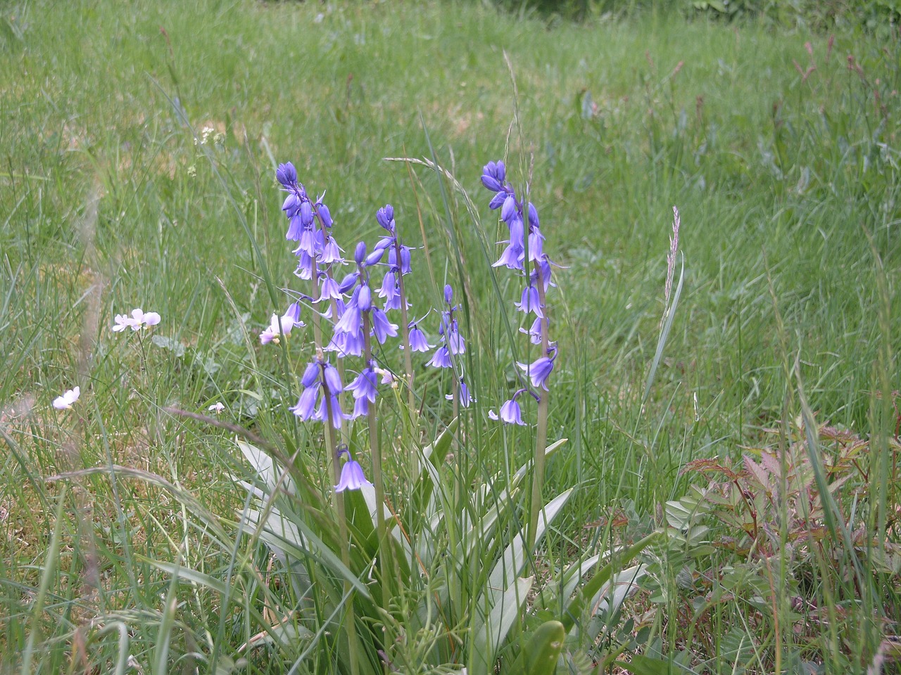 flower norway nature free photo