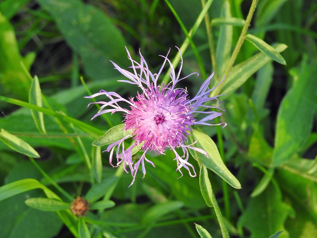 flower violet purple flower free photo