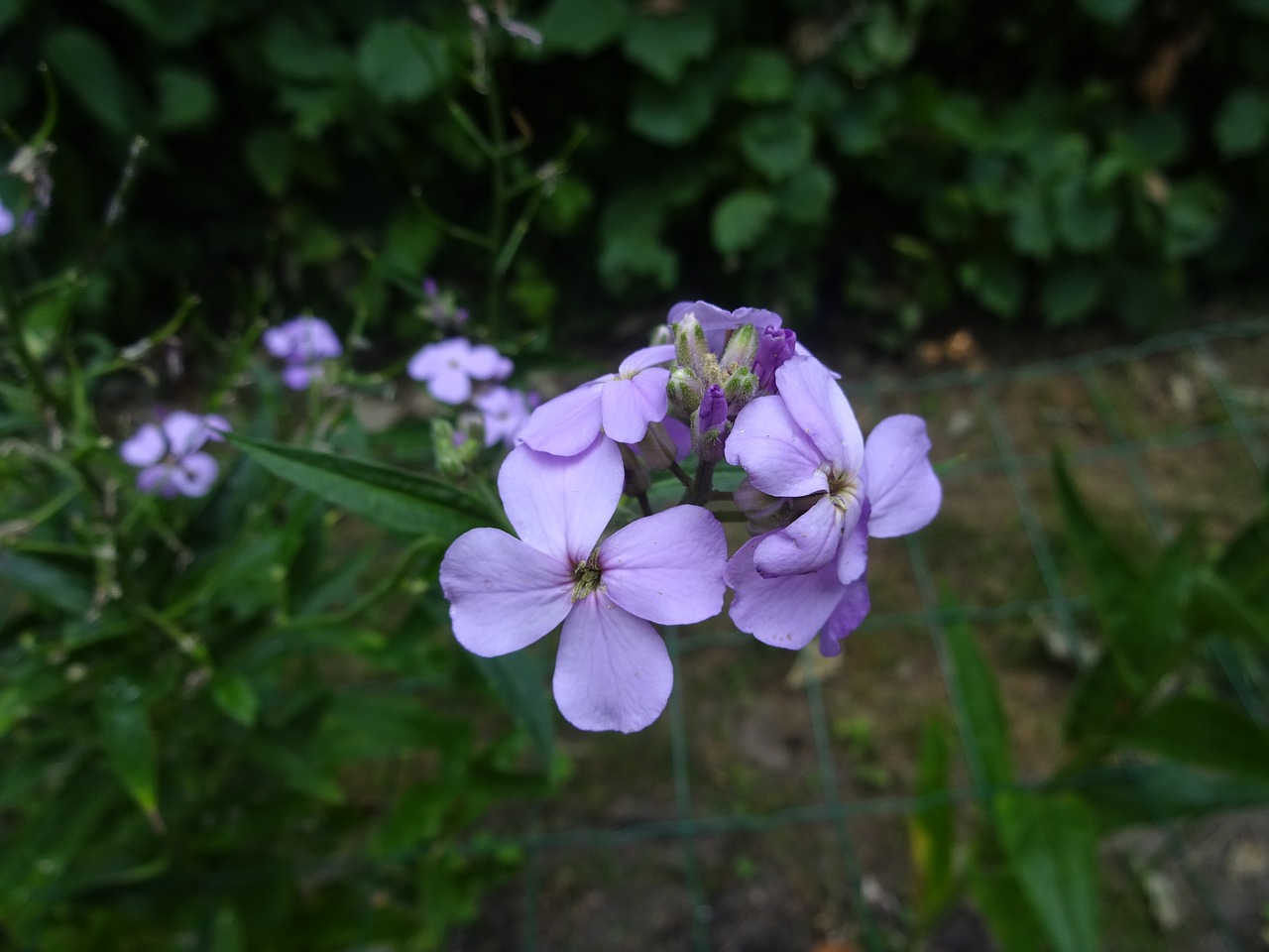 flower flowers purple free photo