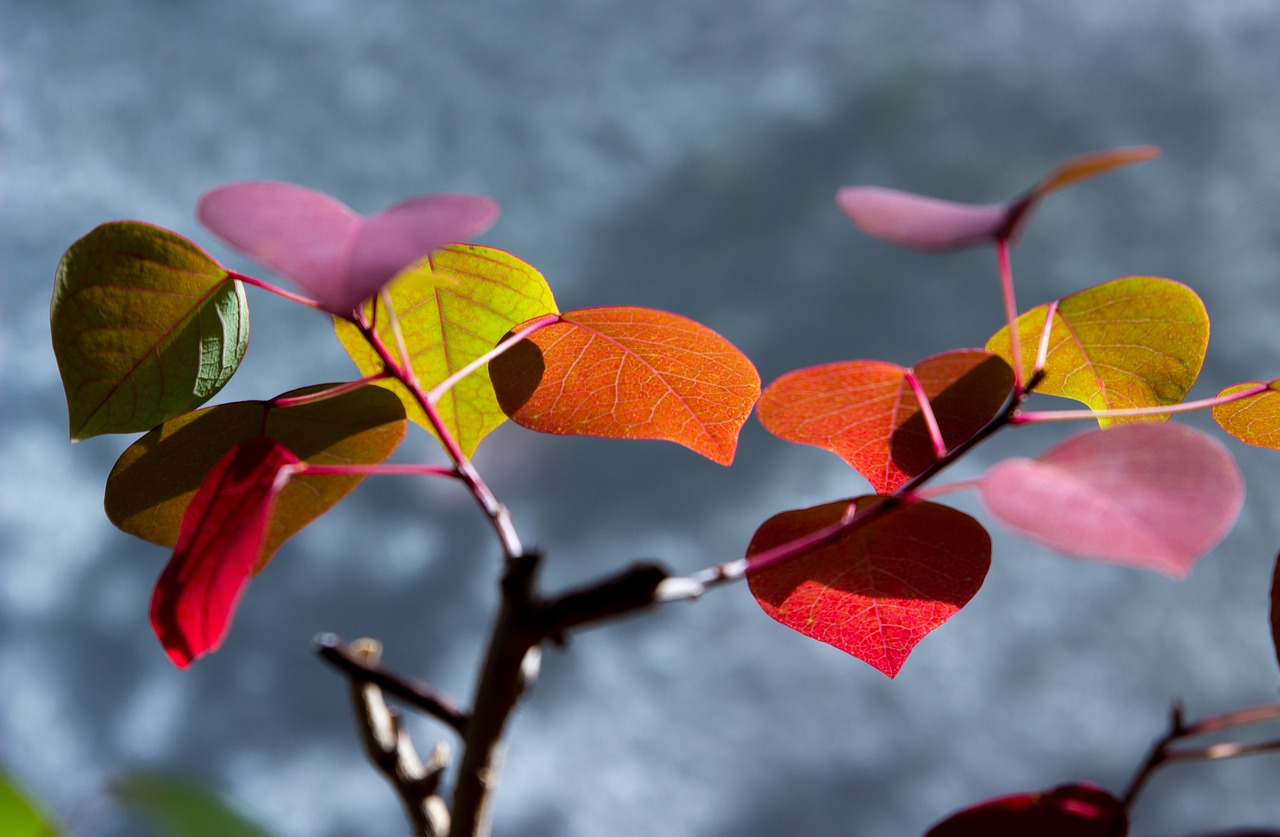 flower leaves potted plant free photo