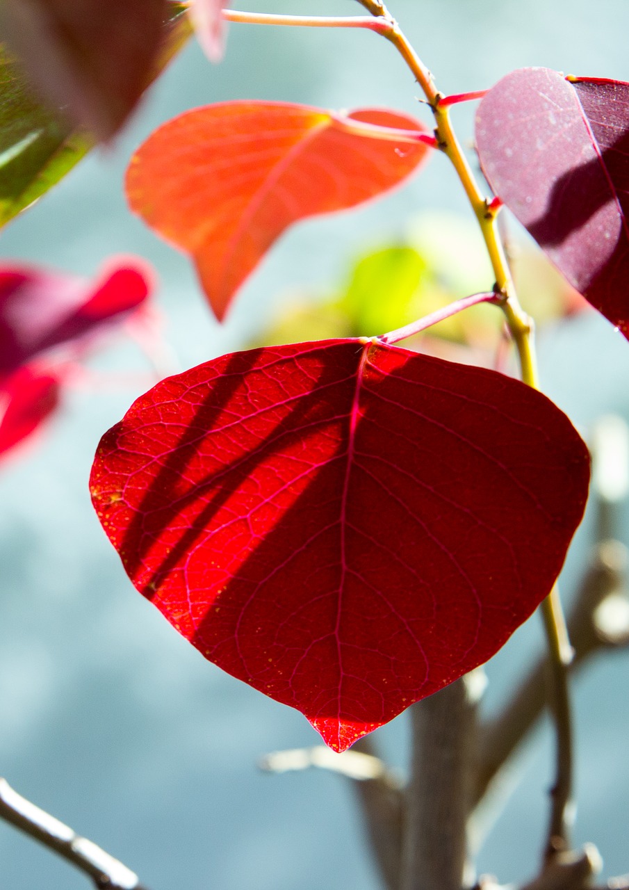 flower leaves potted plant free photo