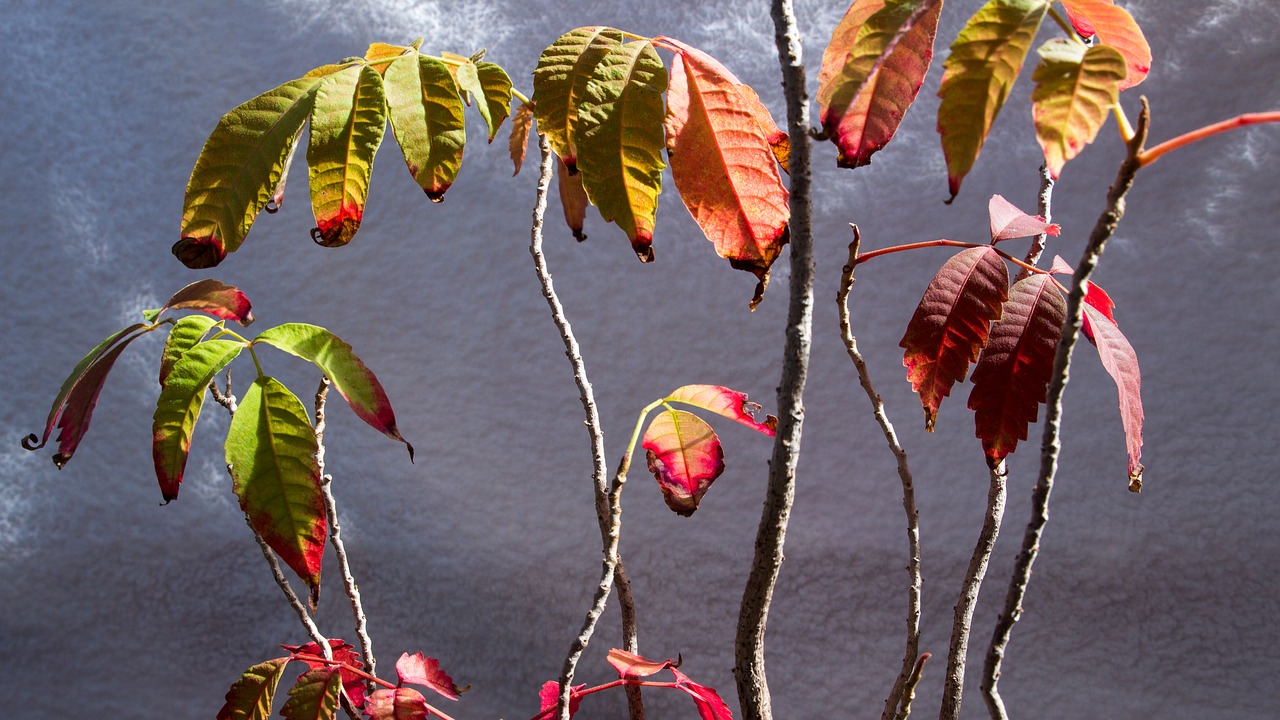 flower leaves potted plant free photo