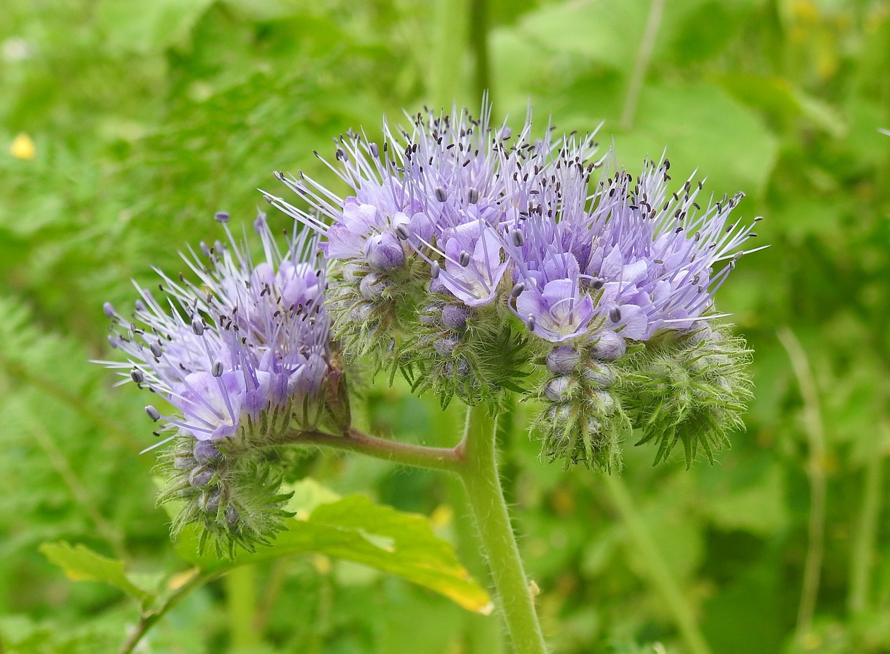 flower purple nature free photo