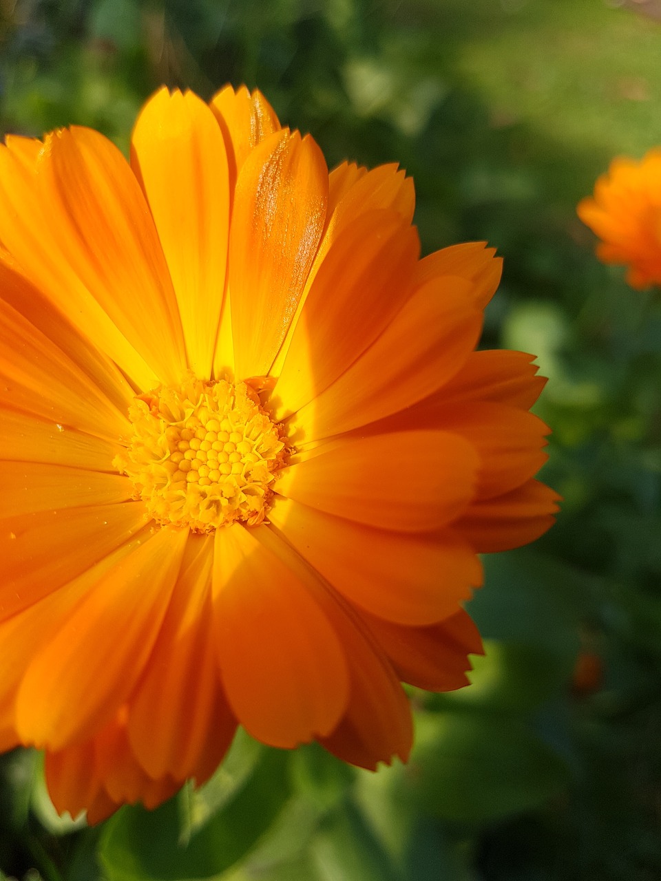 flower nature orange free photo