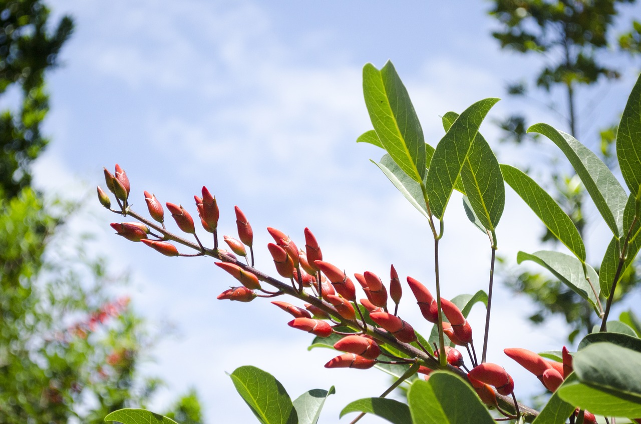 flower foliage plant free photo