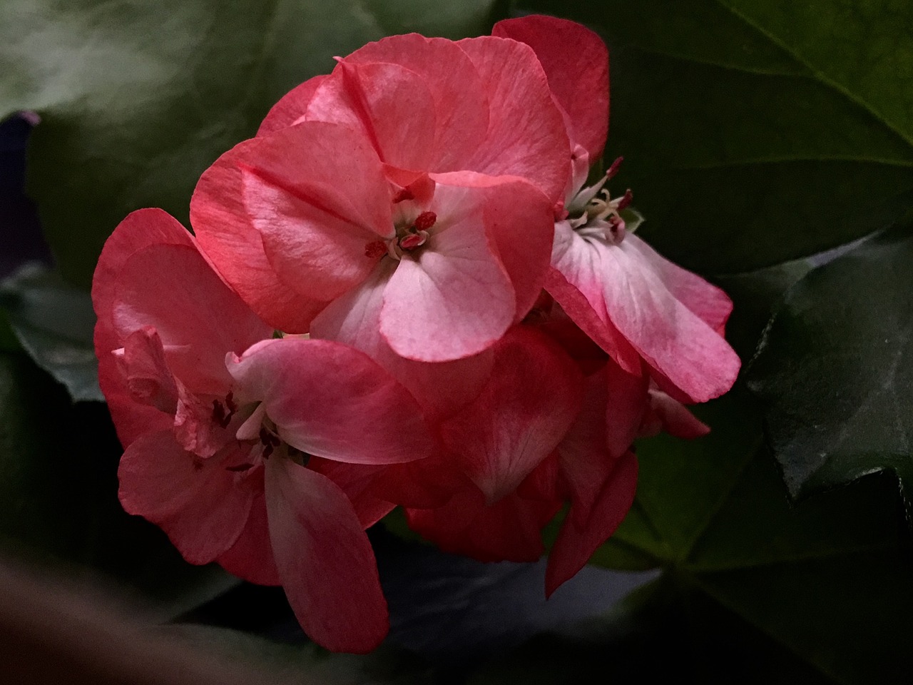 flower pink pink flower free photo