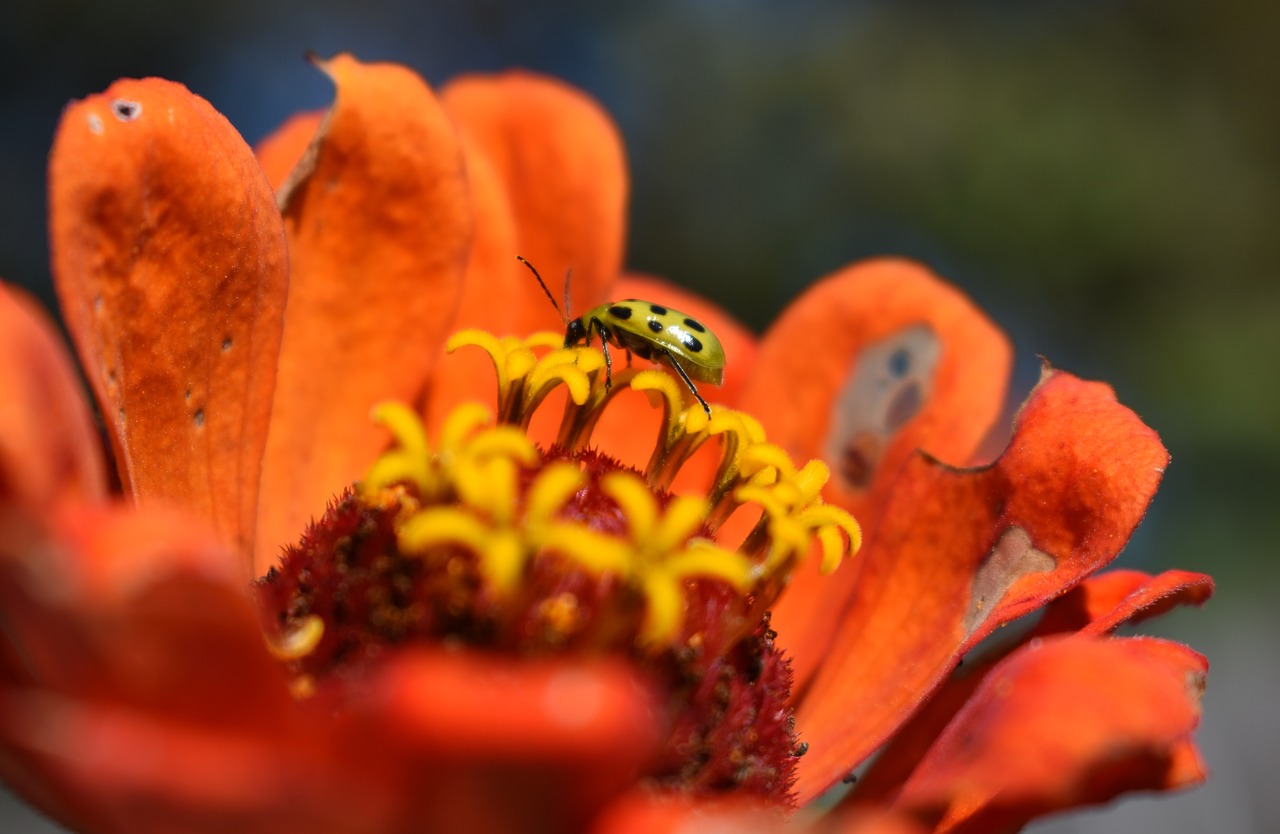 flower orange cucumber beetle free photo