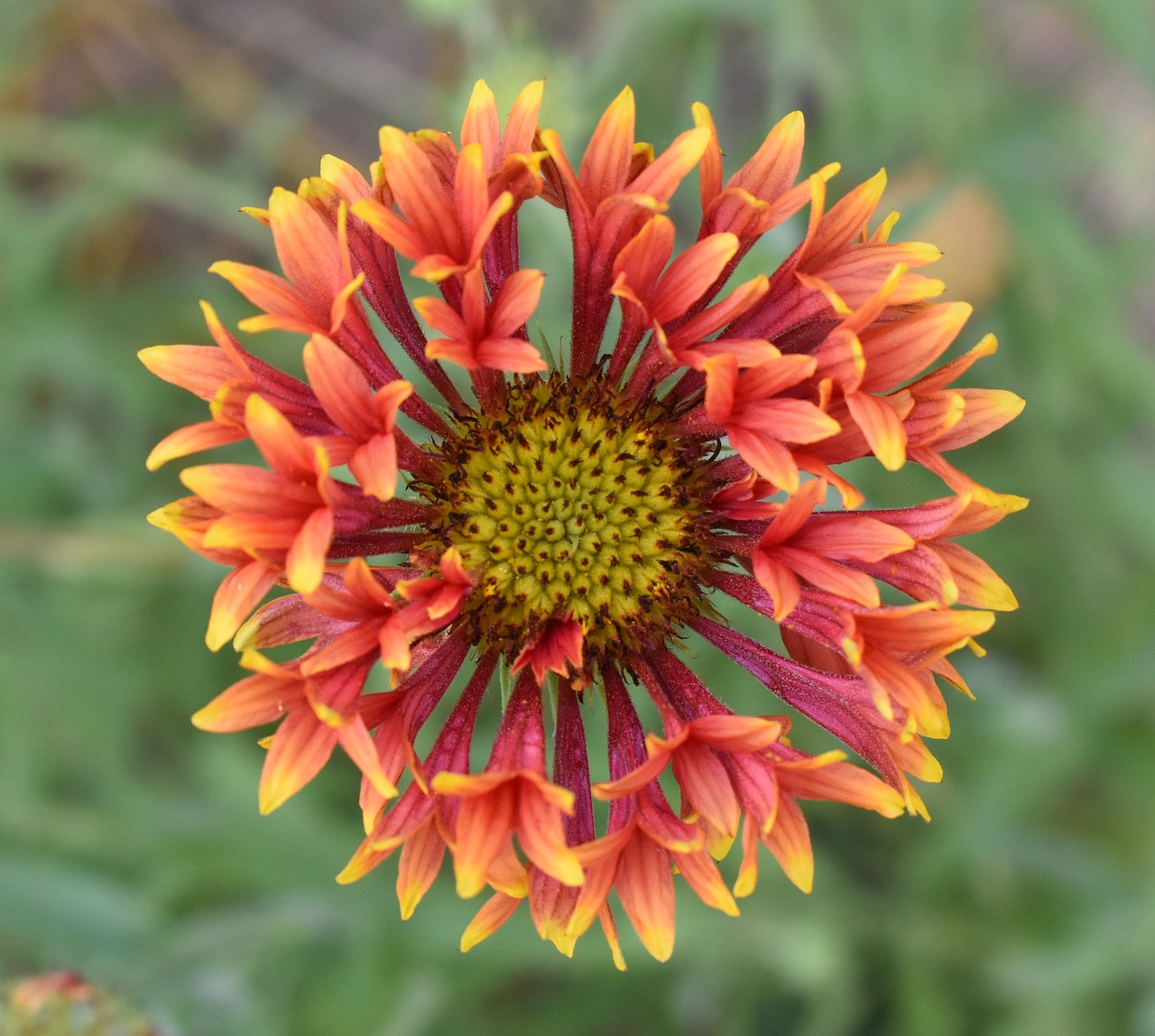 flower gaillardia red free photo