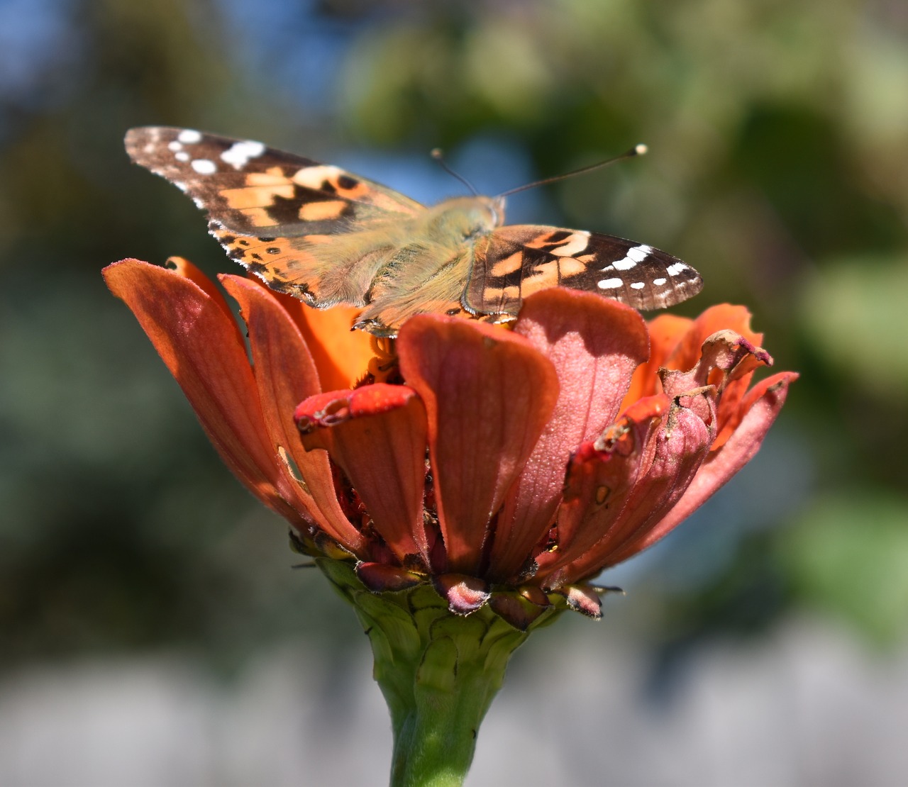 flower butterfly painted lady butterfly free photo
