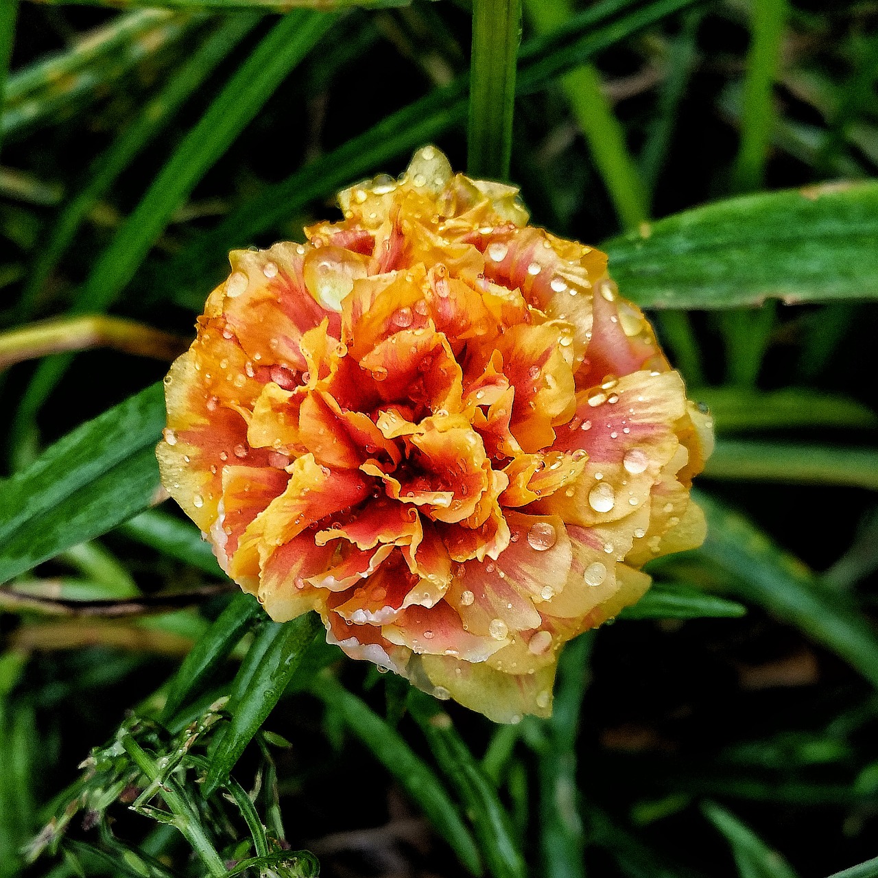 flower rain drops wet free photo