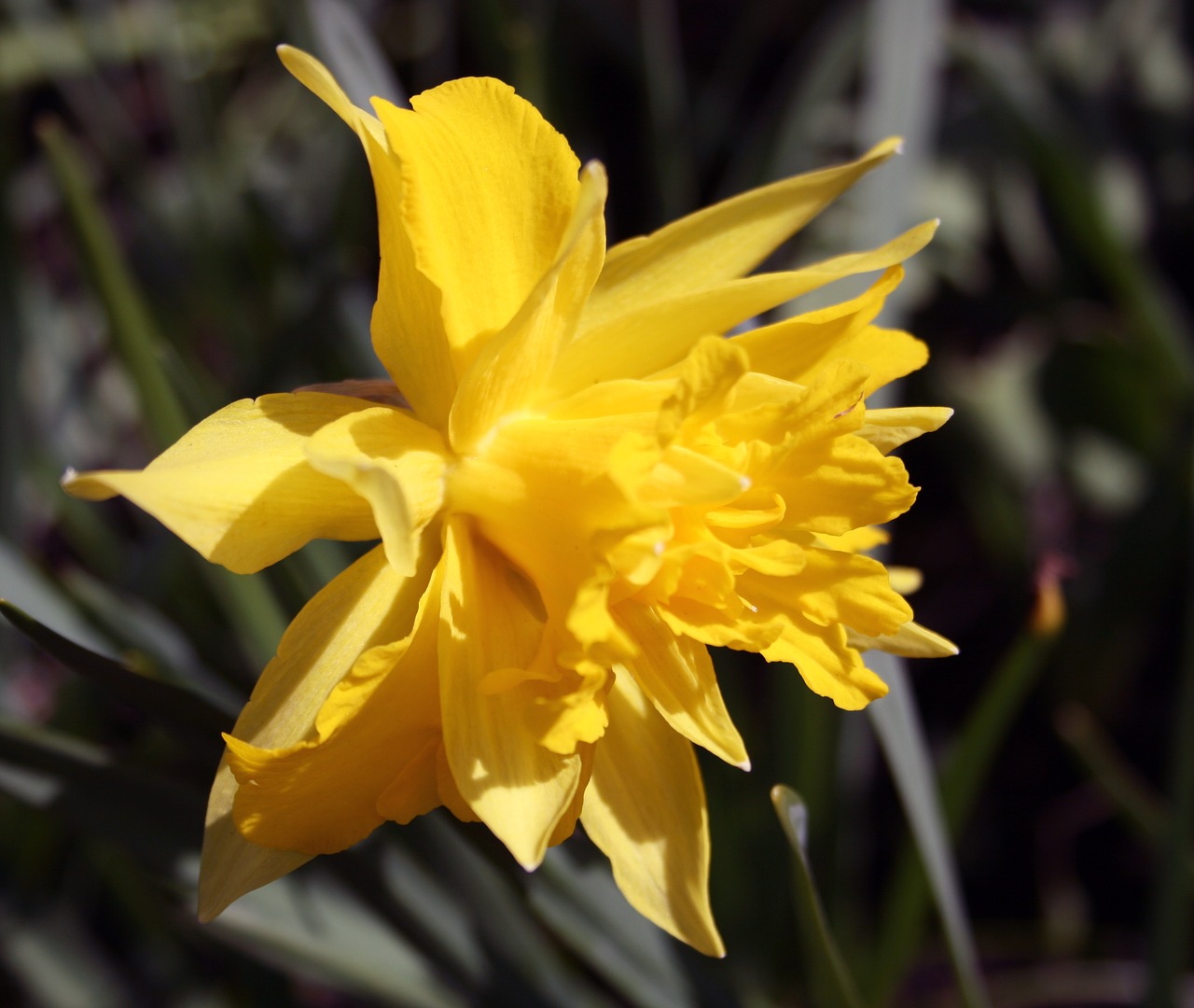 flower easter yellow free photo