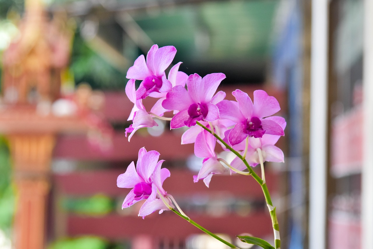 flower orchid natural free photo