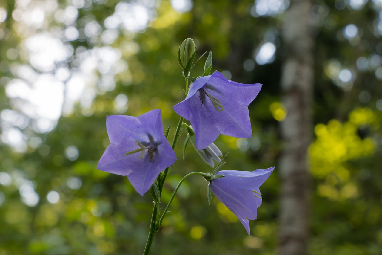 flower bell forest free photo