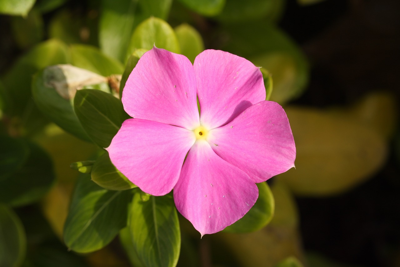 flower pink purple free photo