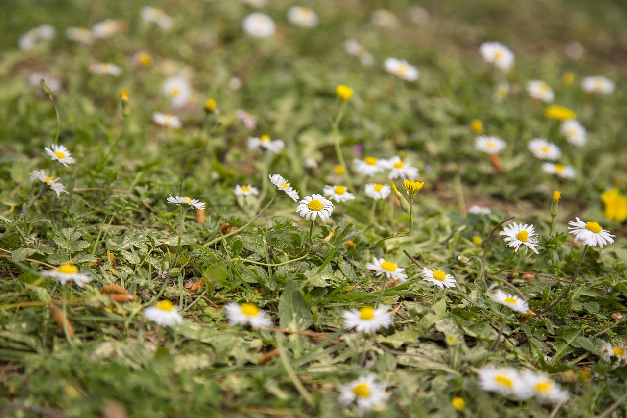 flower daisy grass free photo