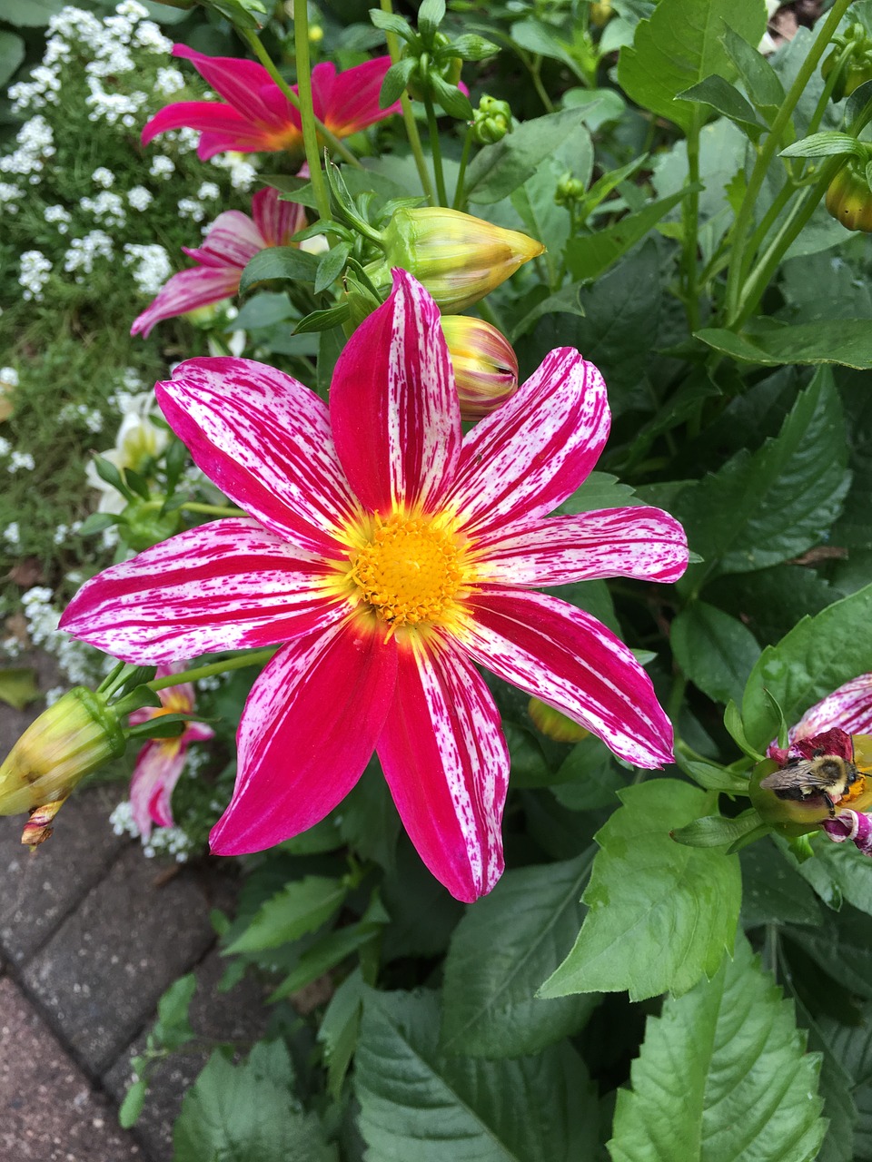 flower pink garden free photo