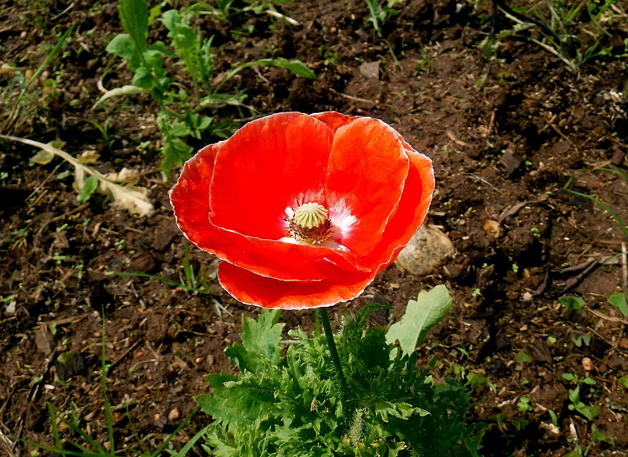 flower red bloom free photo