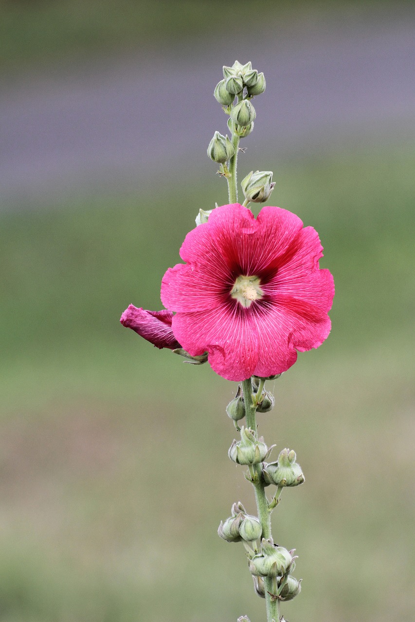 flower pink summer flowers free photo