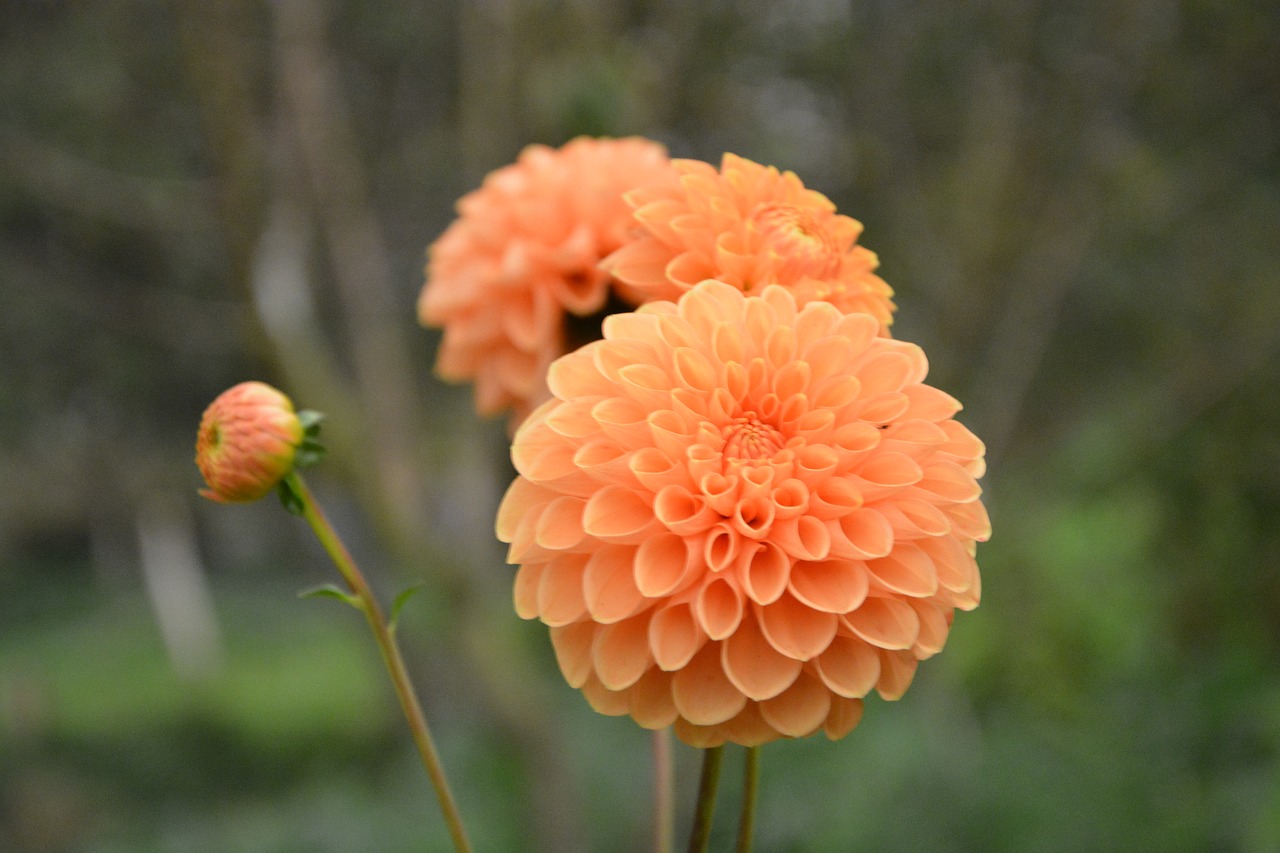 Download free photo of Flower,pompom,color orange,bud flower,button flower  - from needpix.com
