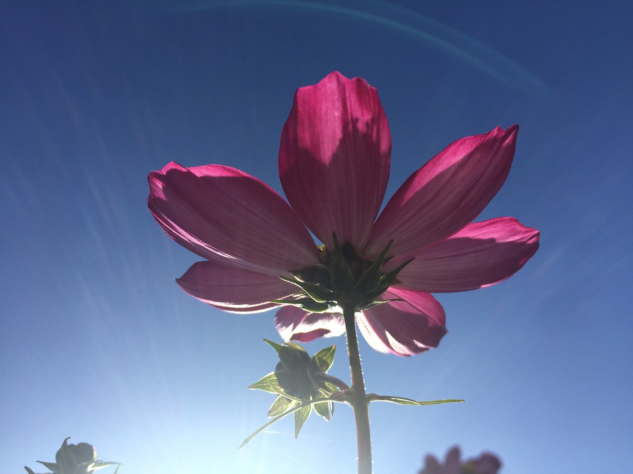 flower pink sky free photo