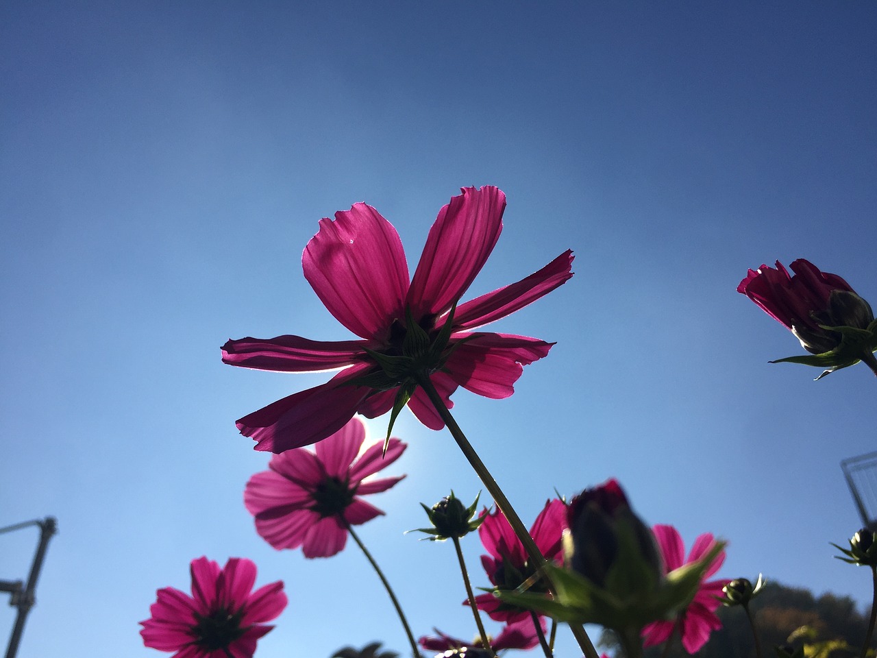 flower sunlight autumn free photo