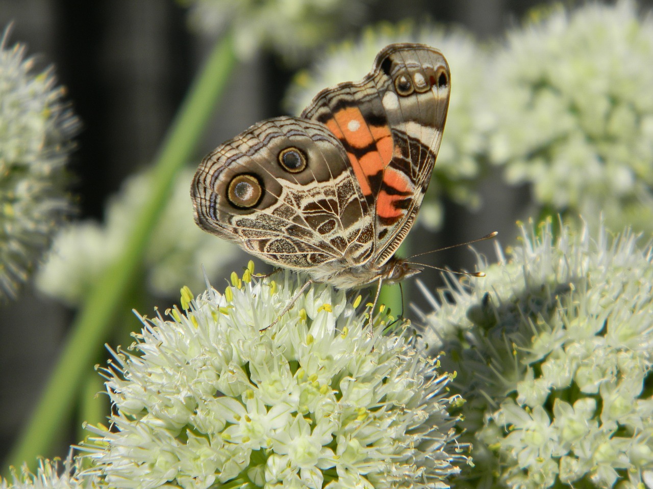 flower butterfly insect free photo