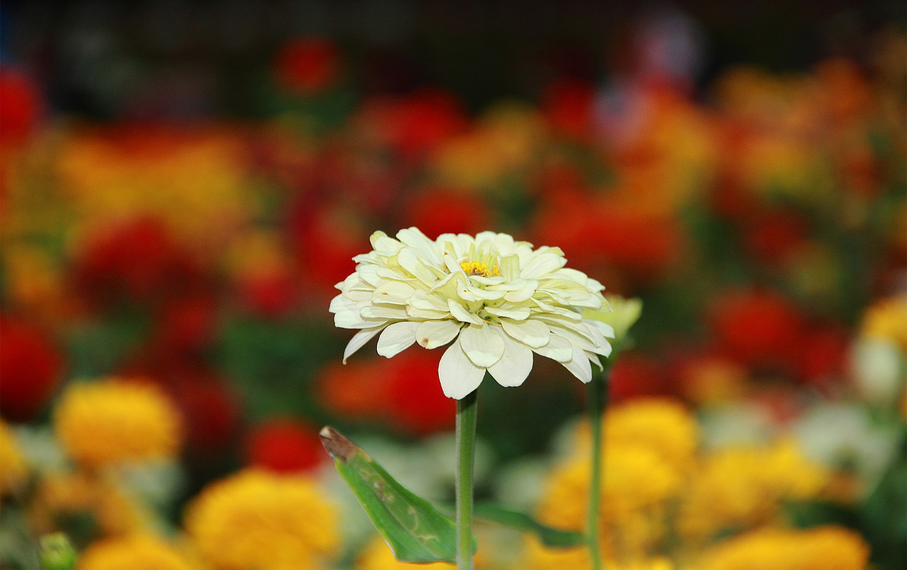 flower white yellow free photo