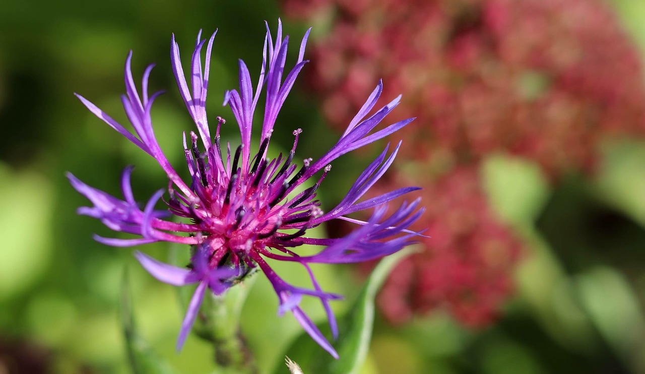 flower blossom bloom free photo