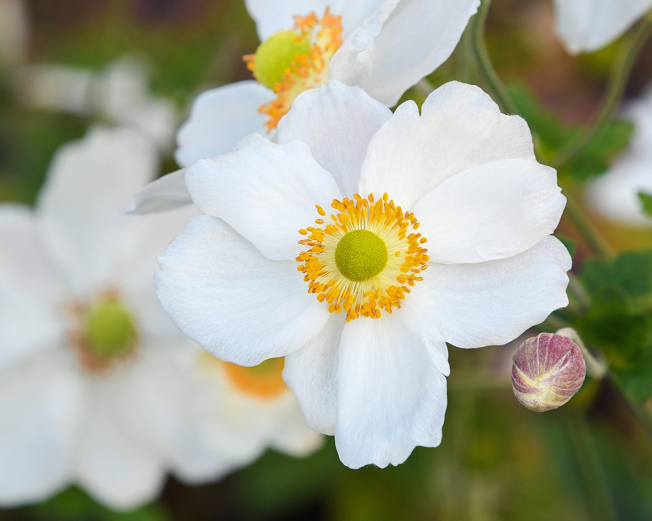 flower white button free photo