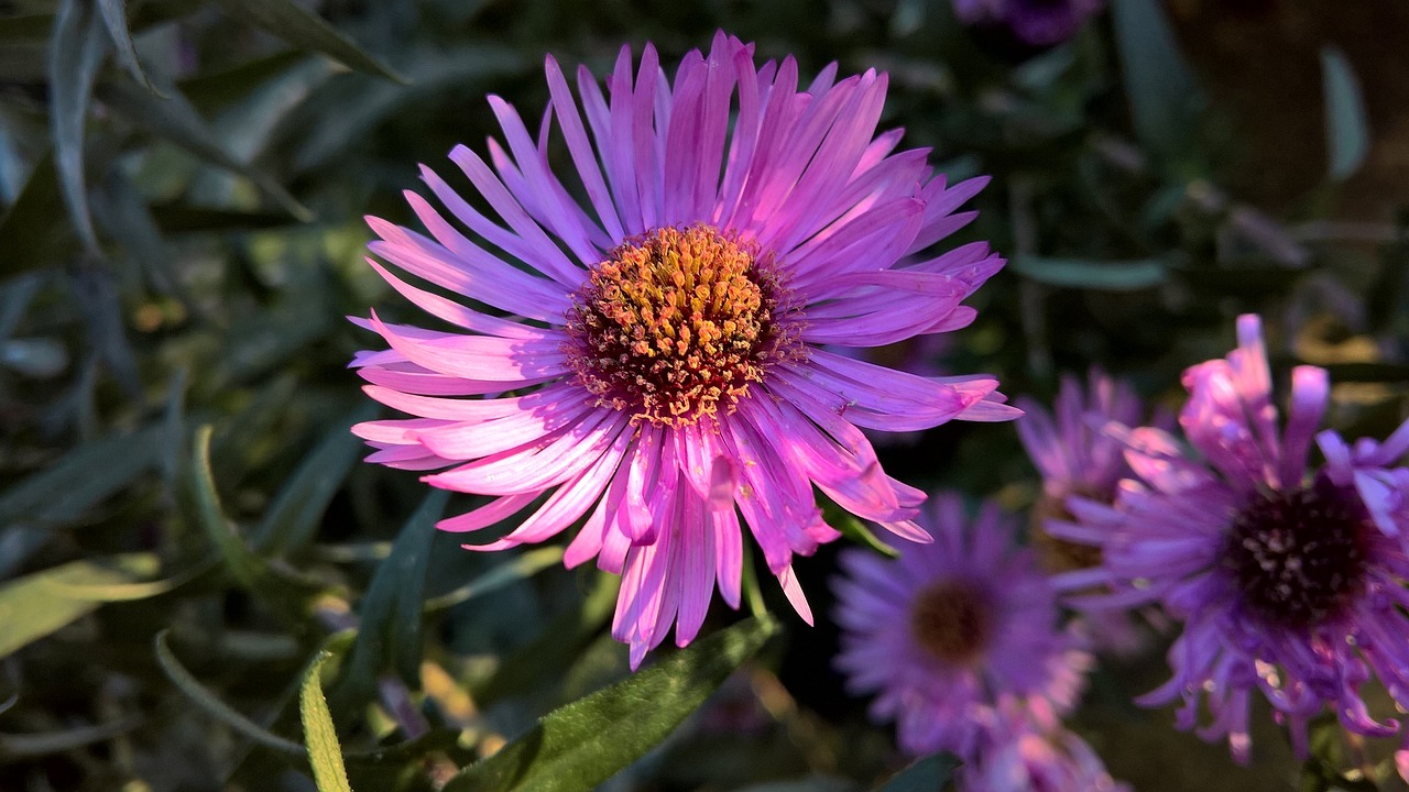 flower pink pink flower free photo