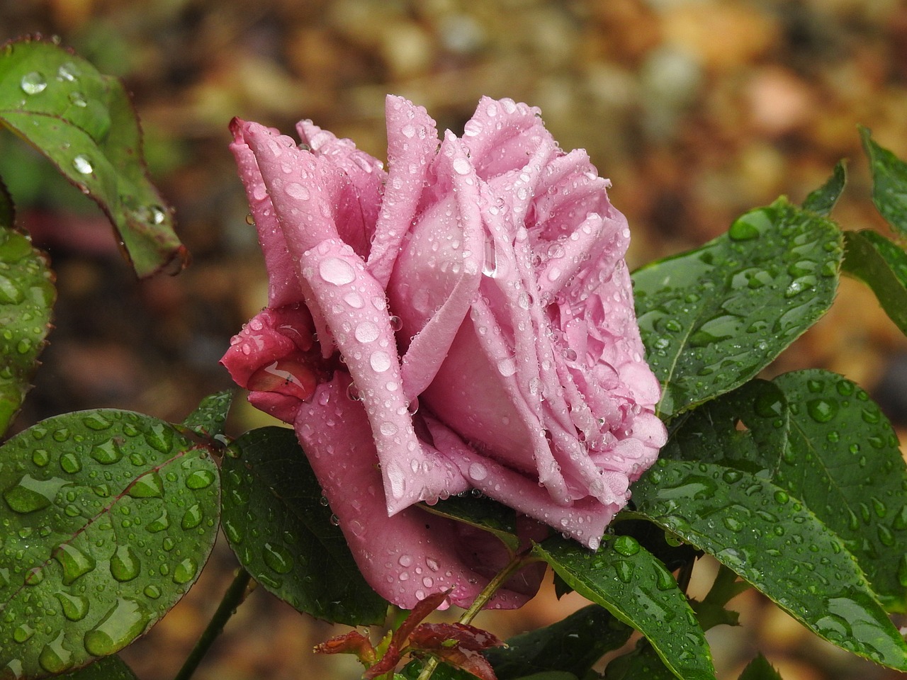 flower pink violet free photo