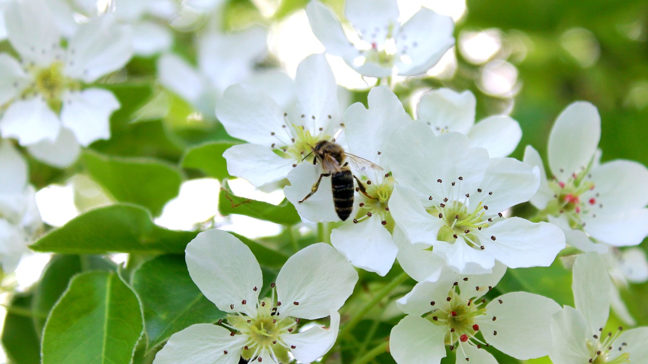 flower bee bloom free photo