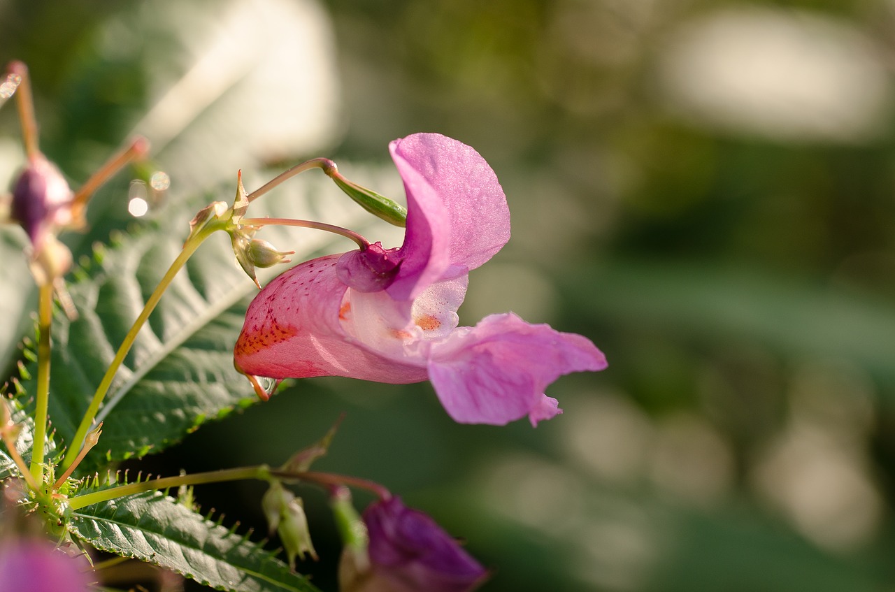 flower violet nature free photo