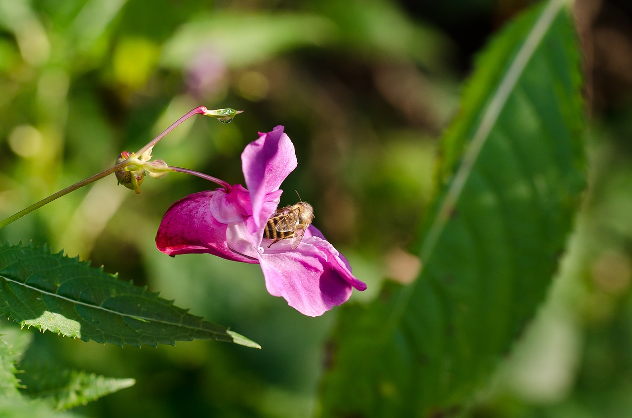 flower violet nature free photo