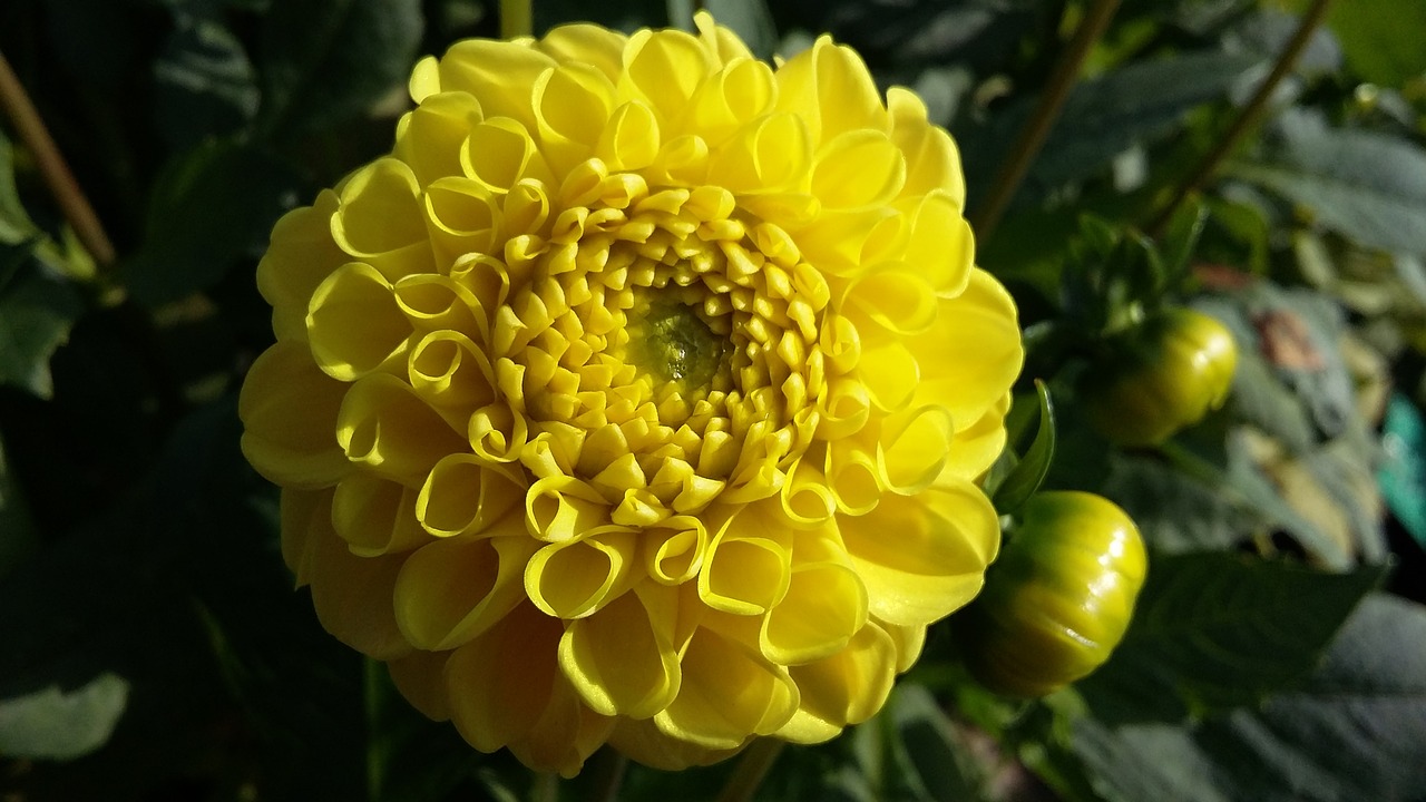 flower nature yellow free photo