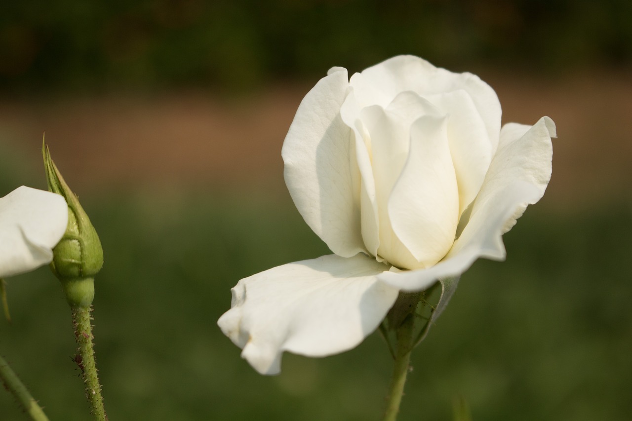 flower white rose nature free photo