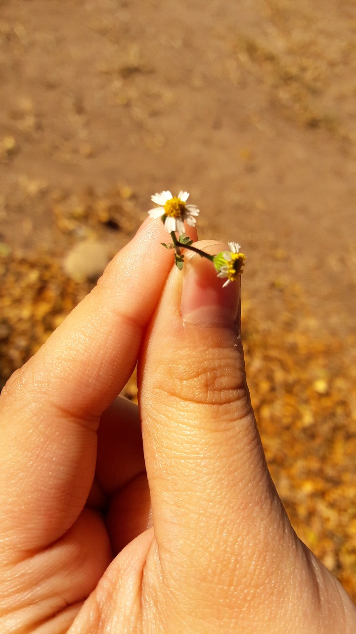 flower hand nature free photo