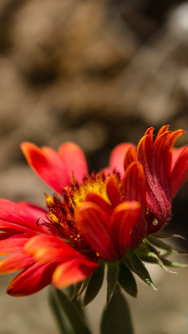 flower red floral free photo