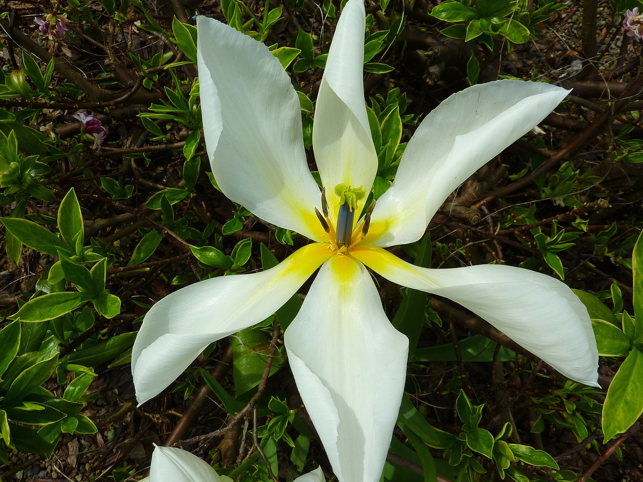 flower flowers white free photo