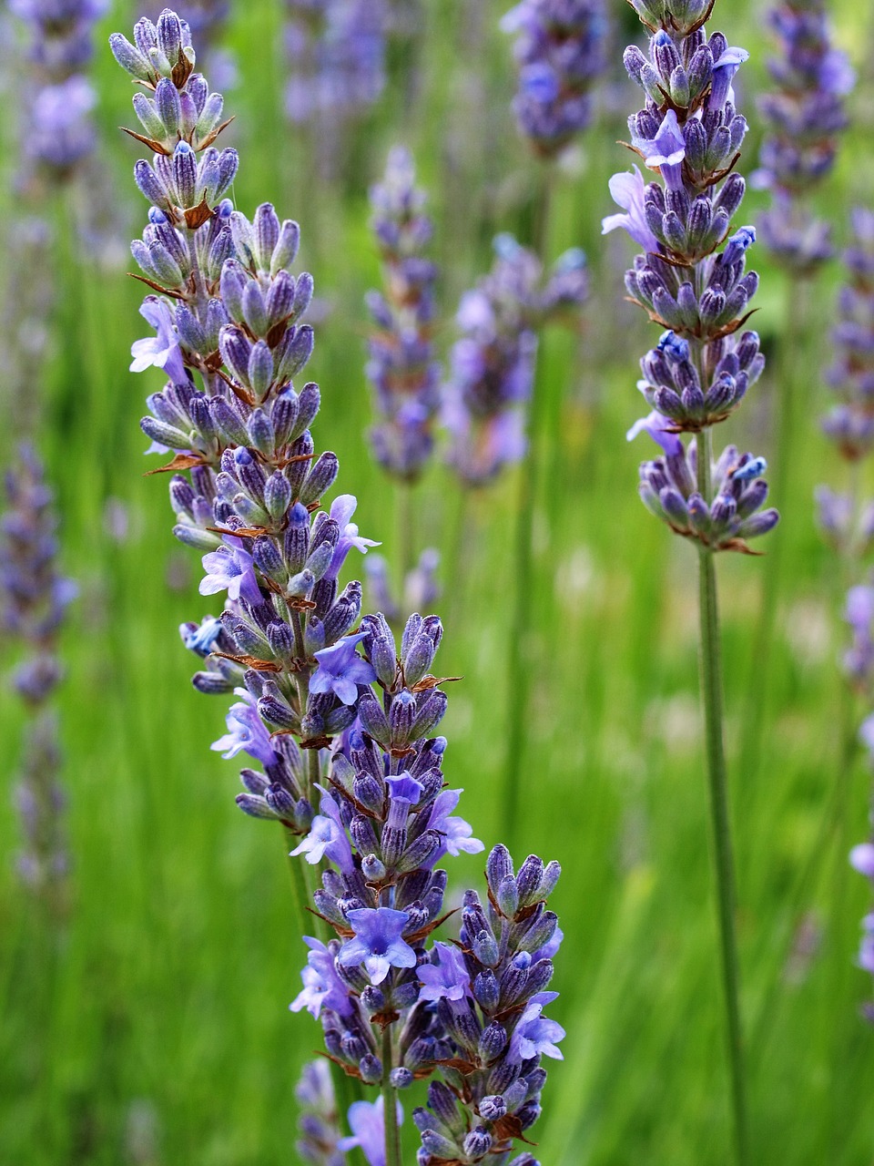 flower bloom lavender free photo