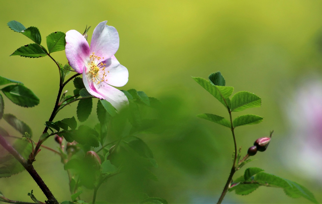 flower bloom rose free photo