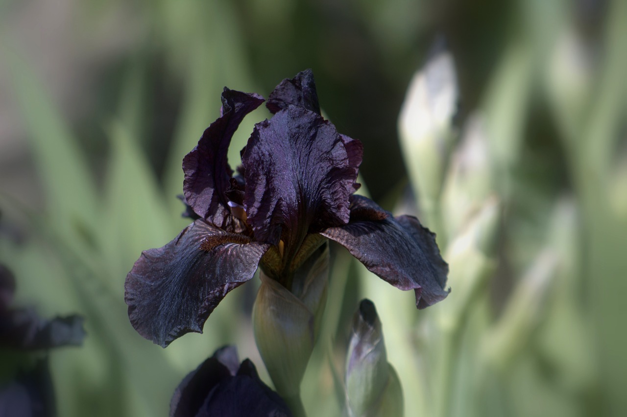 flower bloom iris free photo