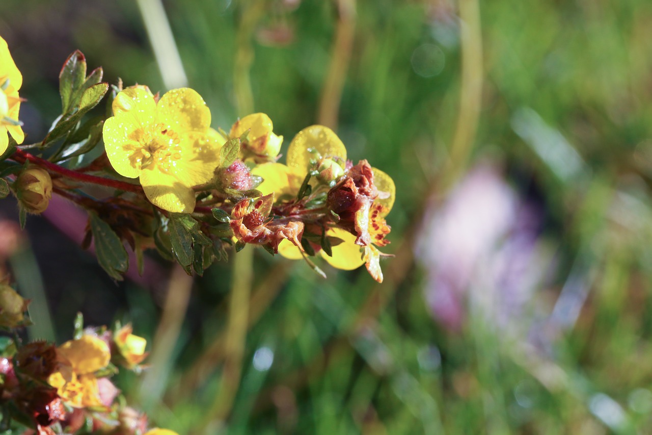 flower plant growth free photo