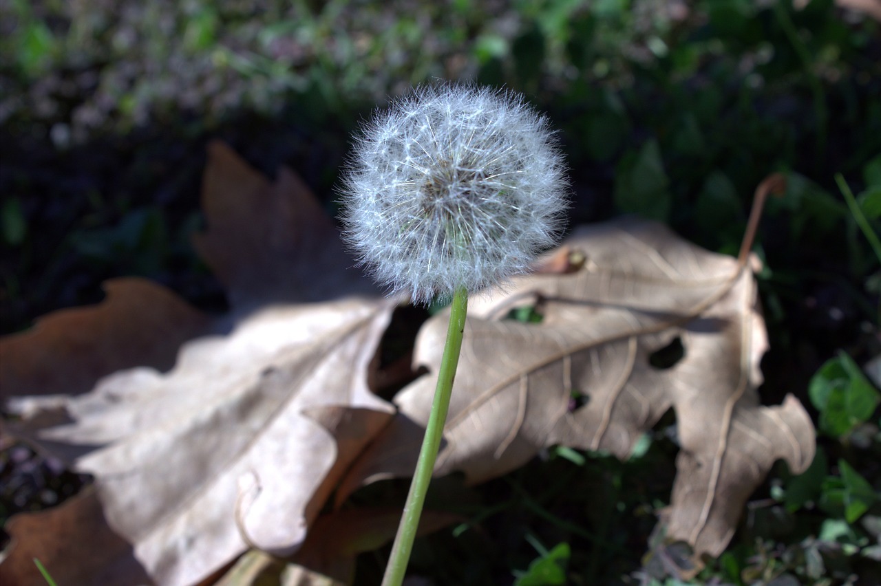 flower nature pollen free photo