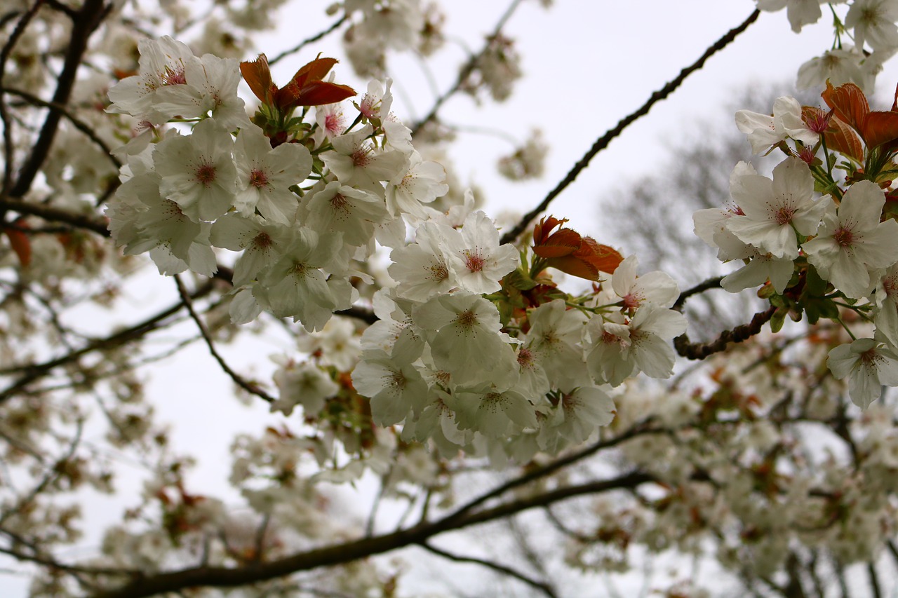 flower floral nature free photo