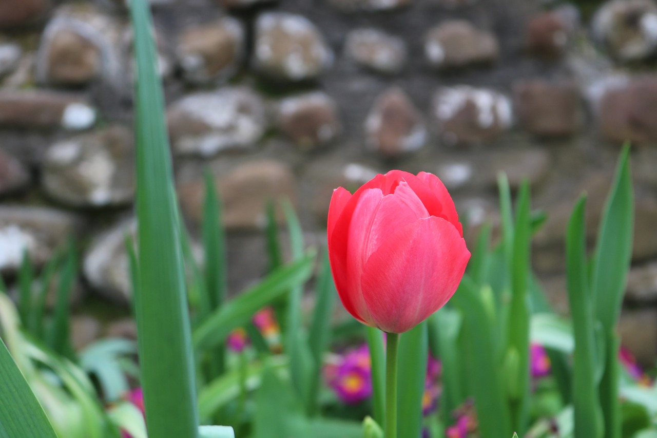 flower flowers tulip free photo